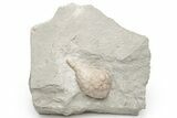 Silurian Cystoid (Holocystites) Fossil - Napoleon, Indiana #224916-1